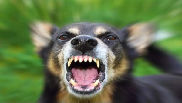 Banned Rottweiler dogs bit a girl in a park in Chennai