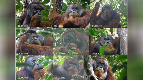 Orangutan used herbs to heal wounds in Sumatra island Orangutan used herbs to heal wounds in Sumatra island