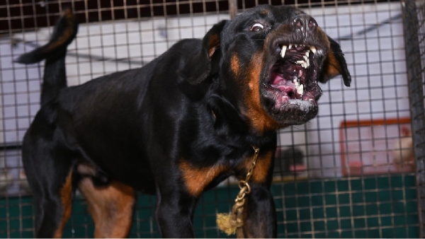 Why was the reason for ban on breeding Rottweiler dogs in India
