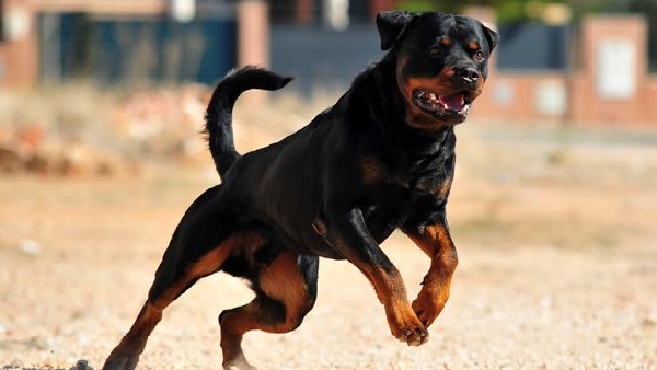 Why was the reason for ban on breeding Rottweiler dogs in India