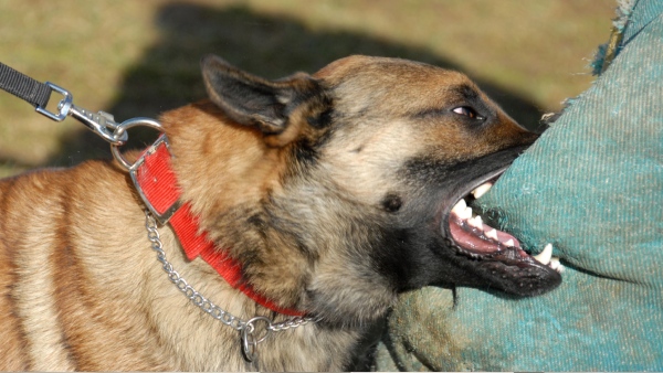What are the things to do if dog bites your children