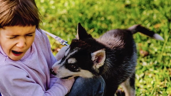 What are the things to do if dog bites your children