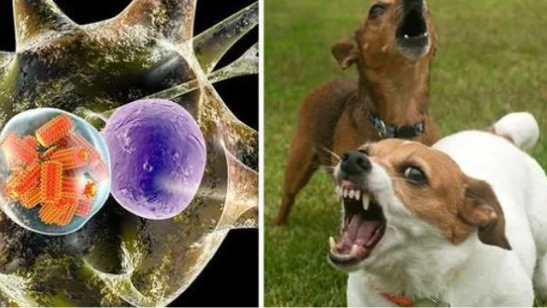 Which vaccine is good for dog bites