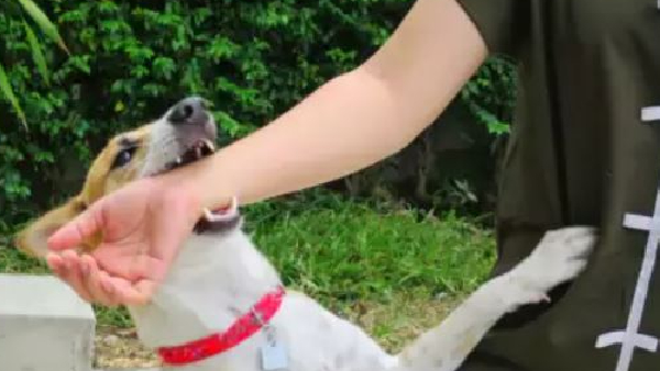 Which vaccine is good for dog bites