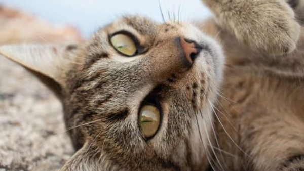 Which vaccine is good for dog bites