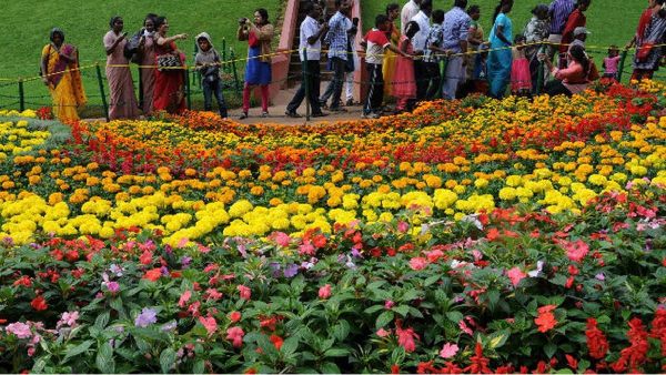 Ooty Flower show 2024 starts today will be happening for 11 days