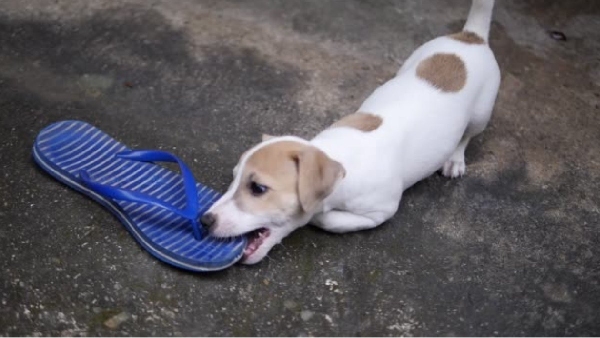do you know why dogs are biting slippers and shoes