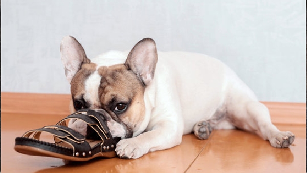 do you know why dogs are biting slippers and shoes
