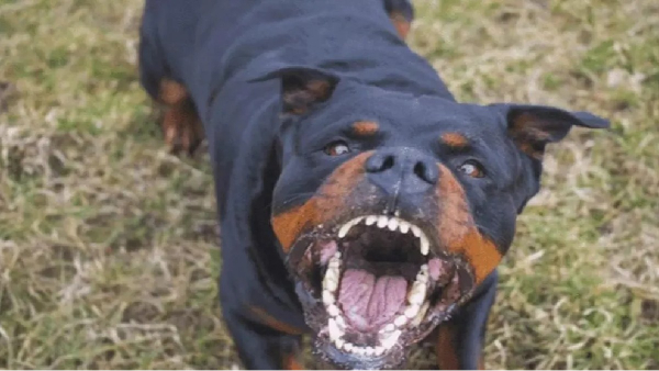 How is the health condition of Chennai 5 years old girl