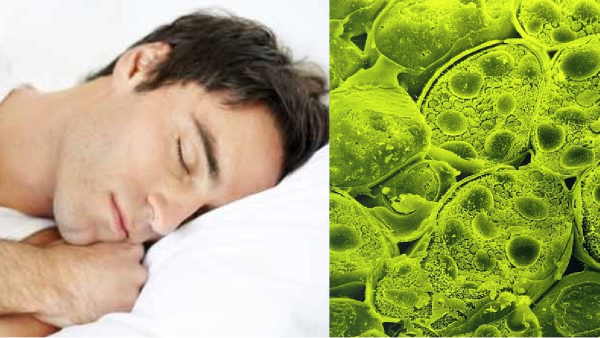 Do you know why you should not sleep under a tree at night and what are the Actual reasons