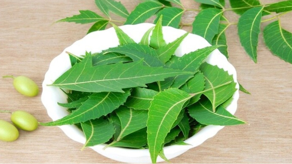 Can we take Neem Leaves on an empty stomach in the Morning and Neem leaf is the excellent Medicine for liver diseases Can we take Neem Leaves on an empty stomach in the Morning and Neem leaf is the excellent Medicine for liver diseases