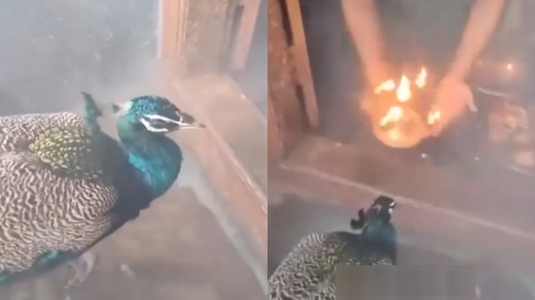 thiruppur murugan temple peacock