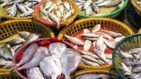 Health Health tips health news Fish Sea Fish Mathi Fish Health Health tips health news Fish Sea Fish Mathi Fish