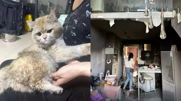 Cat accidentally set its owner s home on fire in China s Sichuan province