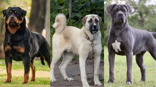 What are the dog breeds that one should strictly avoid in homes