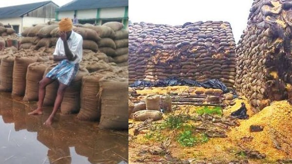 5000 paddy bags procured from farmers have been damaged by rain