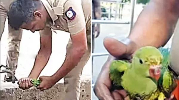 Tirunelveli Green Parrot and Do you know what Did Police man Balasubramaniyan do in Nellai Collectorate Compus Tirunelveli Green Parrot and Do you know what Did Police man Balasubramaniyan do in Nellai Collectorate Compus