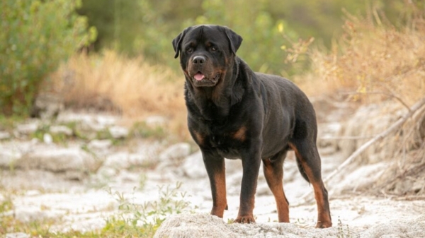 Chennai Corporation issues notice to remove Rottweiler dogs who bite 5 years old girl