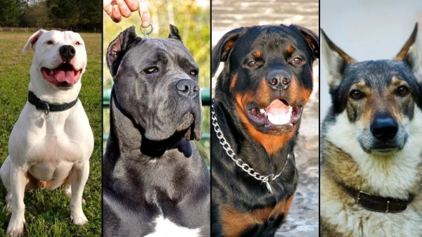 Tamil Nadu Animal Husbandry Withdrawn the Notification Banning the 23 Breed dogs