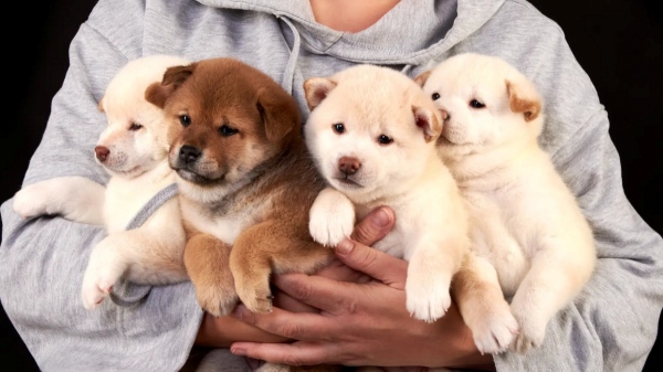 Publication of Guidelines for Online Licensing of Pet Breeders in Chennai