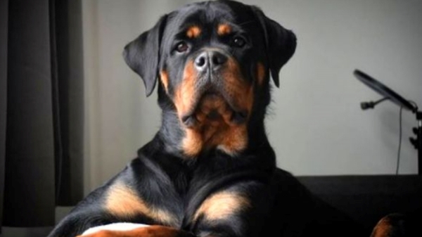 Rottweiler dogs which bite chennai 5 years girl are kept in Sivagangai Rottweiler dogs which bite chennai 5 years girl are kept in Sivagangai