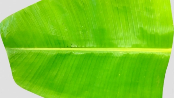 Amazing Medicinal Uses of Banana Leaf and Do you know banana leaves are the Best for Ulcer