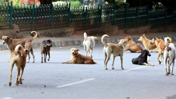 5 years old girls father explains about dog bite in Chennai thousand lights park