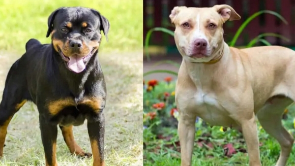 Why Tamil govt withdrew ban on 23 dog breeds what is the reason
