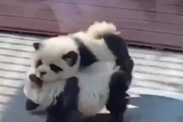 No Panda No problem China zoo employees turns dog into pandas