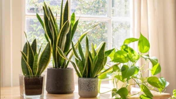 What are the health benefits of snake plants to be grown in house What are the health benefits of snake plants to be grown in house