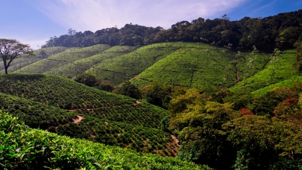 History of Manjolai Estate What Happened in 95 Years History of Manjolai Estate What Happened in 95 Years