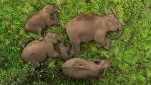 Elephants are sleeping with their family in Anamalai Tiger reserve