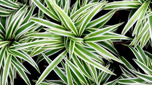 Do you know about the spider plant which gives clean air