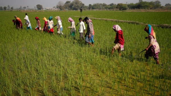 Economist interviewed that if farmers pay just Rs 2000 insurance and they will get Rs 1 lakh Economist interviewed that if farmers pay just Rs 2000 insurance and they will get Rs 1 lakh