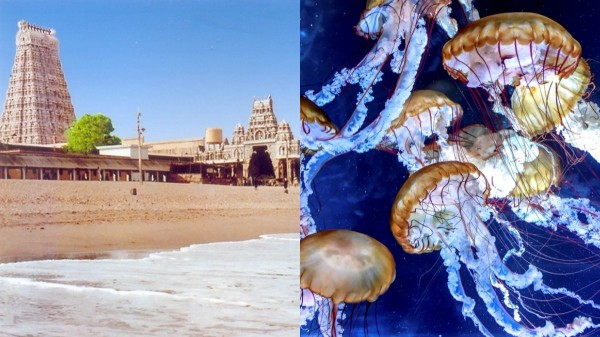 Do not go to sea Thiruchendur police announces people due to Jellyfish issue Do not go to sea Thiruchendur police announces people due to Jellyfish issue