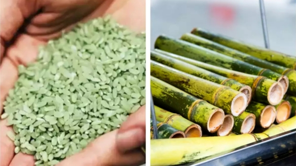 Health health tips health news Bamboo Rice sugar patients s bamboo rice Diabetic