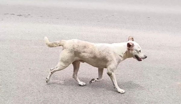 Dogs bitten 20000 people in Dindigul in a year and a half