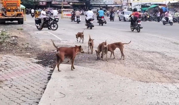 Dogs bitten 20000 people in Dindigul in a year and a half