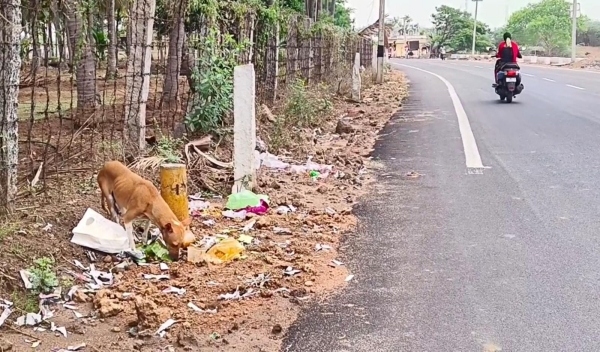 Dogs bitten 20000 people in Dindigul in a year and a half