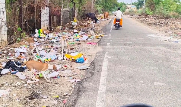 Dogs bitten 20000 people in Dindigul in a year and a half