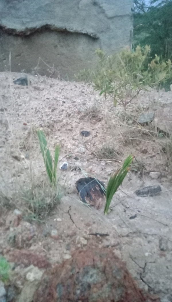 Palm trees in Tirunelveli sprouted after two years Netizens amazed