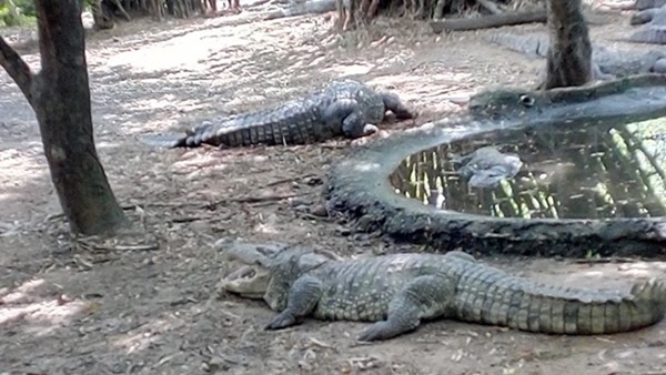 A crocodile bit an employee at Vandalur Zoo near Chennai Colleagues fought and saved the employee who was caught by the crocodile A crocodile bit an employee at Vandalur Zoo near Chennai Colleagues fought and saved the employee who was caught by the crocodile