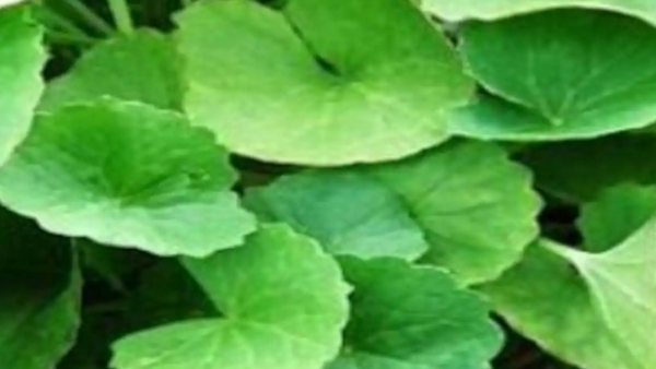 Health Vallarai Vallarai Keerai