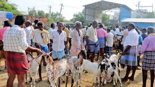 bakrid goat nellai