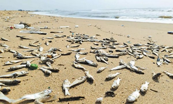 Chennai Marina Beach Dead fish Chennai Corporation Chennai Marina Beach Dead fish Chennai Corporation