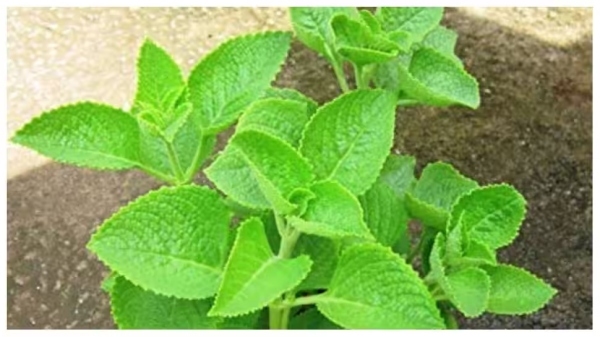 Health Karpooravalli Leaves