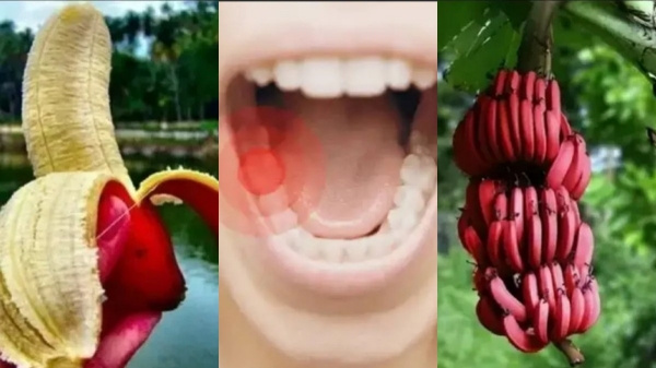 Health Health news Health tips Red Banana sevvazhai Sevvazhai sevaazhai Health Health news Health tips Red Banana sevvazhai Sevvazhai sevaazhai