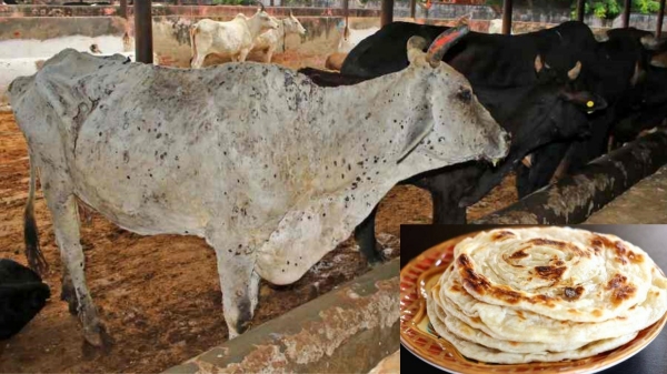 Kerala Kollam cow Parotta Weird trend