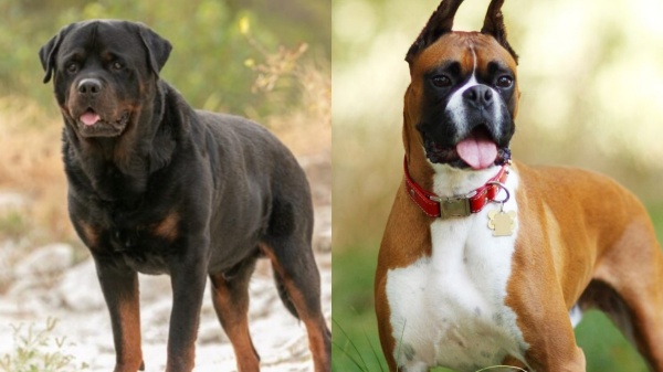 Chennai dog