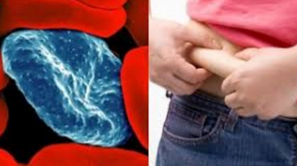 Health Health Tips Cabbage cabbage Cholesterol Body Weight Health Health Tips Cabbage cabbage Cholesterol Body Weight